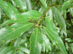 Quercus glauca, photograph (c) 村山史世　（Fumiyo MURAYAMA), some rights reserved (CC BY)