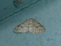 Venusia obsoleta