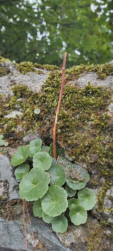Wall Pennywort