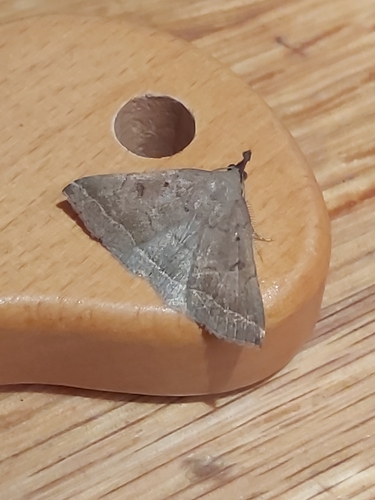 Plumed Fan-foot