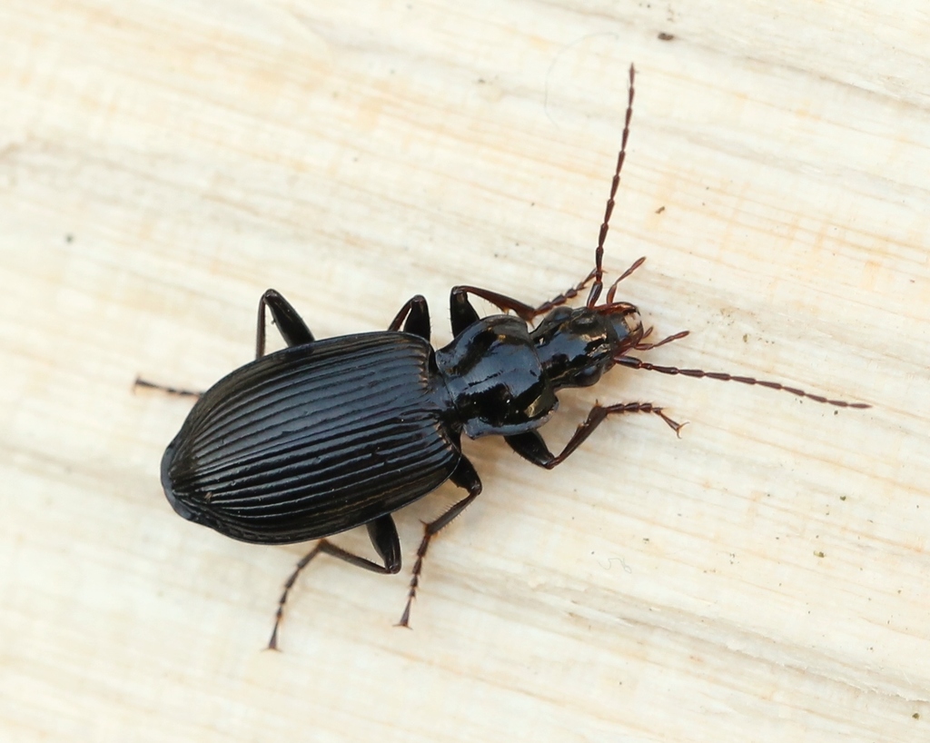 Limodromus assimilis