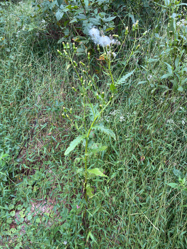 American burnweed