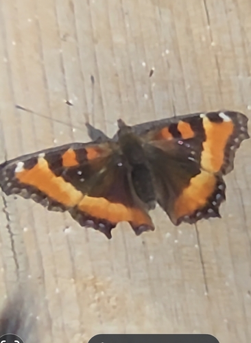 Milbert's Tortoiseshell