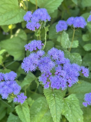blue mistflower