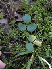 (c) Nick Kleinschmidt, some rights reserved (CC BY) Coptis trifolia, photograph (c) Nick Kleinschmidt, some rights reserved (CC BY)
