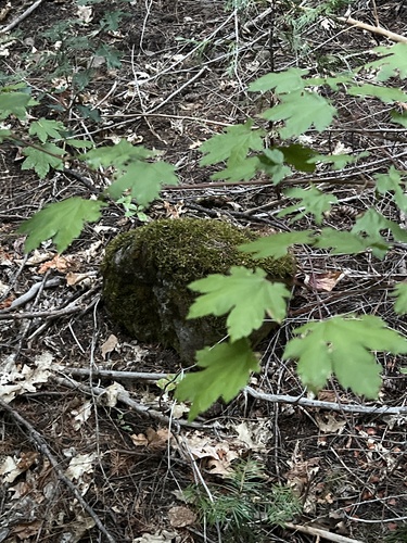 Rocky Mountain maple