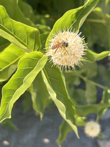 buttonbush
