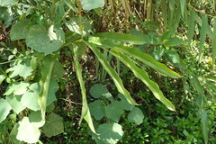 Alpinia kawakamii