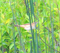 Acrocephalus scirpaceus