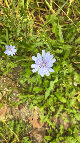 chicory