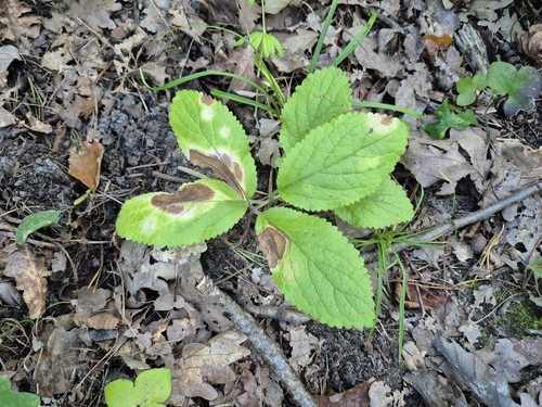 Melittis melissophyllum, photograph 3