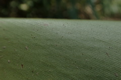Alpinia kawakamii
