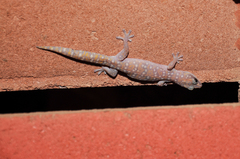 Oedura tryoni