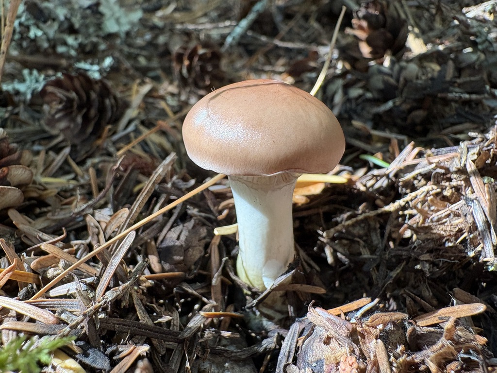Rosy Slime Spike · September 2026 · photo: Photo: (c) sylbobaggins, some rights reserved (CC BY) · iNaturalist