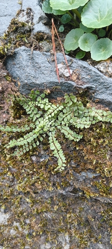 maidenhair spleenwort