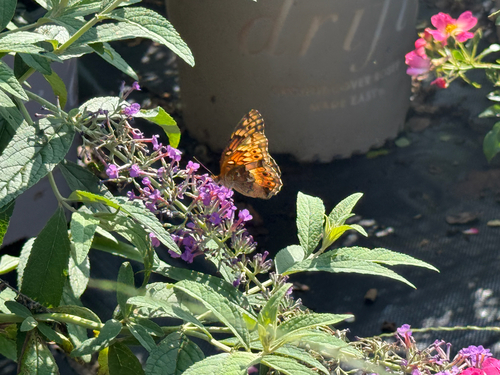 Variegated Fritillary