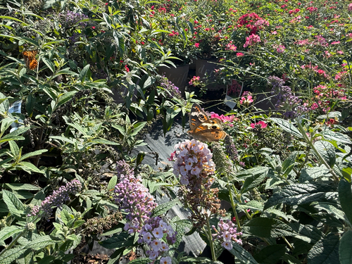 Common Buckeye