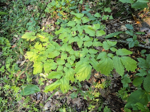 Eurasian baneberry
