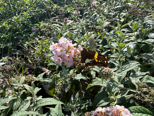 Silver-spotted Skipper