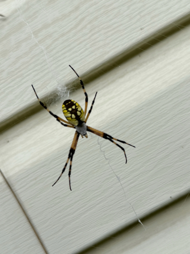 Yellow Garden Spider