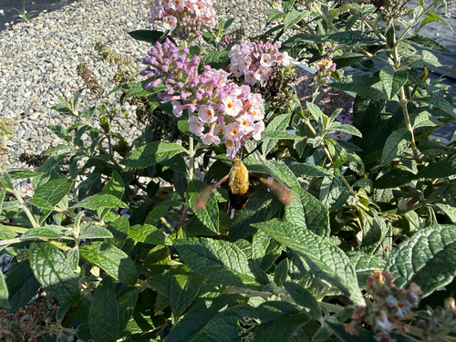 Snowberry Clearwing