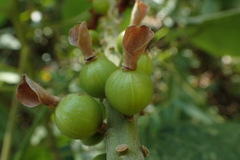 Alpinia kawakamii