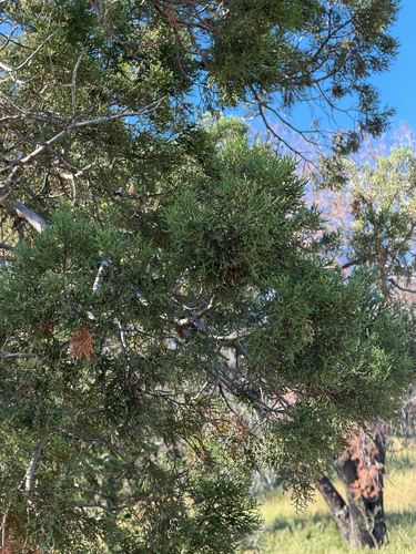Juniperus deppeana, photograph 4