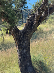 Juniperus deppeana, photograph (c) CK2AZ, some rights reserved (CC BY)