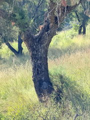Juniperus deppeana, photograph (c) CK2AZ, some rights reserved (CC BY)