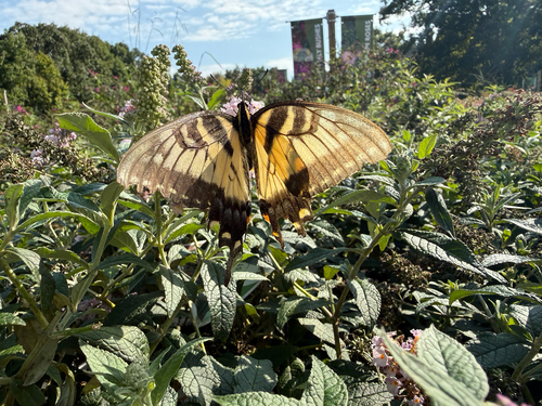 Eastern Tiger Swallowtail