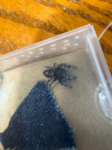 Bold Jumping Spider