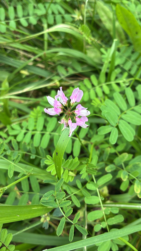 purple crownvetch