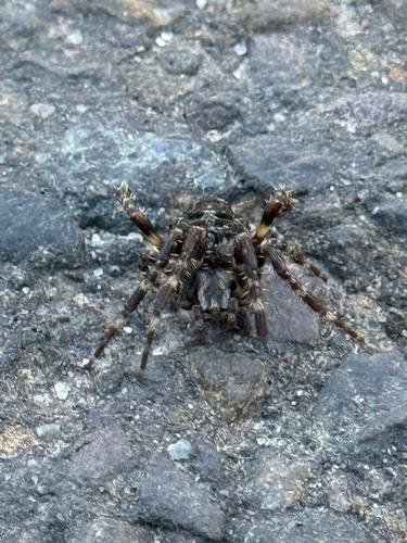 Cross Orbweaver