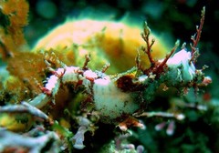 Idiotropiscis lumnitzeri