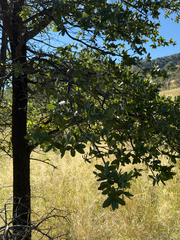 Quercus emoryi, photograph (c) CK2AZ, some rights reserved (CC BY)
