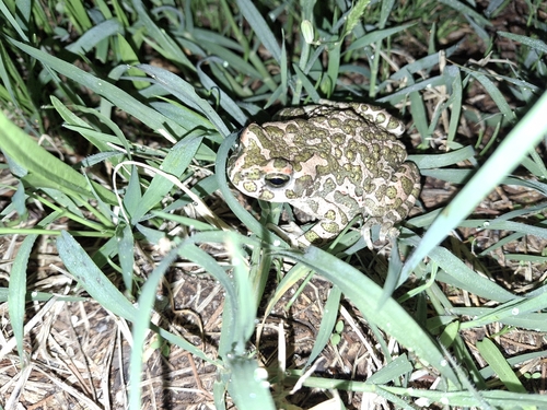 Green Toad