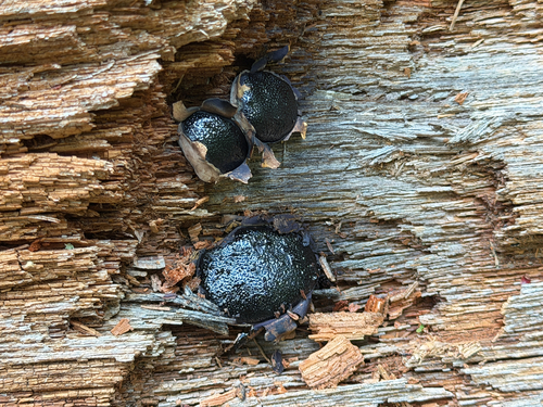 Dog's nose fungus