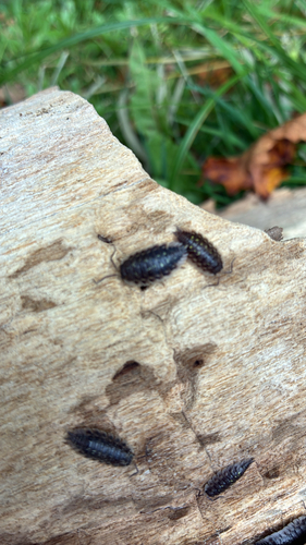 Common Shiny Woodlouse