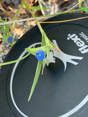 Commelina dianthifolia