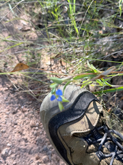 (c) CK2AZ, some rights reserved (CC BY) Commelina dianthifolia, photograph (c) CK2AZ, some rights reserved (CC BY)