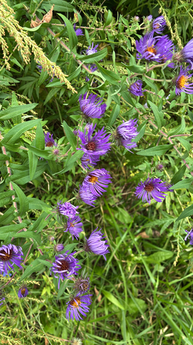 New England aster