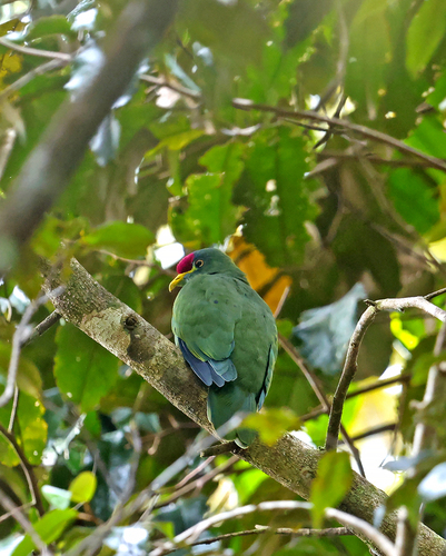 Ptilinopus rivoli observed 2026-07-28