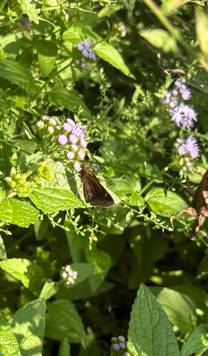 Clouded Skipper