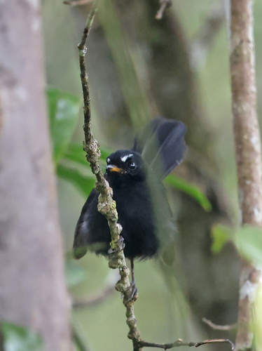 Rhipidura atra observed 2026-07-28
