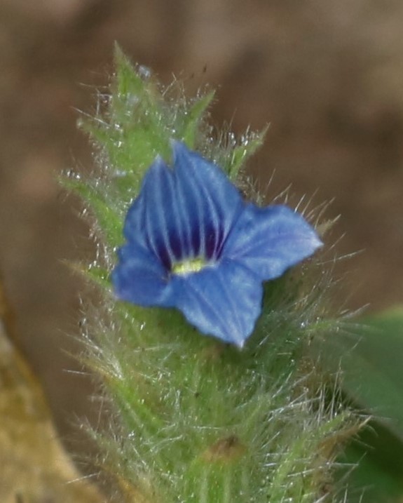 Neuracantheae