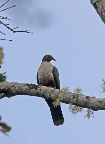 Gymnophaps albertisii, 2026-07-29