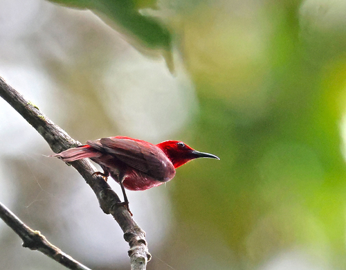 Myzomela cruentata observed 2026-07-29