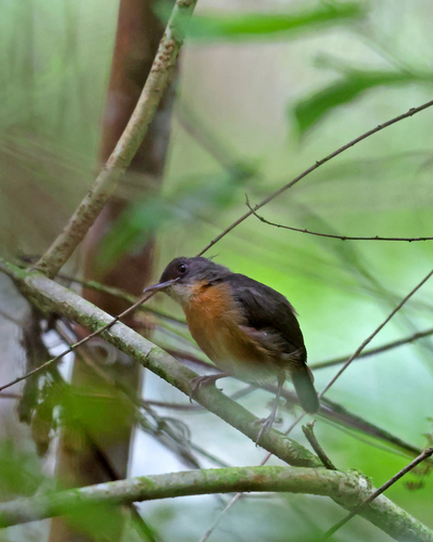 Crateroscelis murina observed 2026-07-29