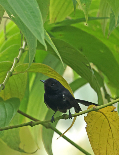 Symposiachrus axillaris observed 2026-07-29