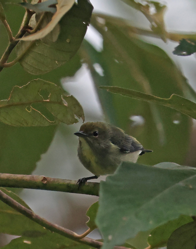 Dicaeum pectorale observed 2026-07-29